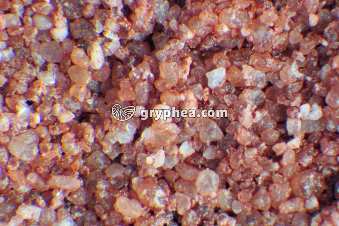 Grès vosgien - gryphea.com